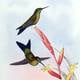 El colibrí de cuello turquesa de Ecuador podría ser la primera especie endémica extinta del país