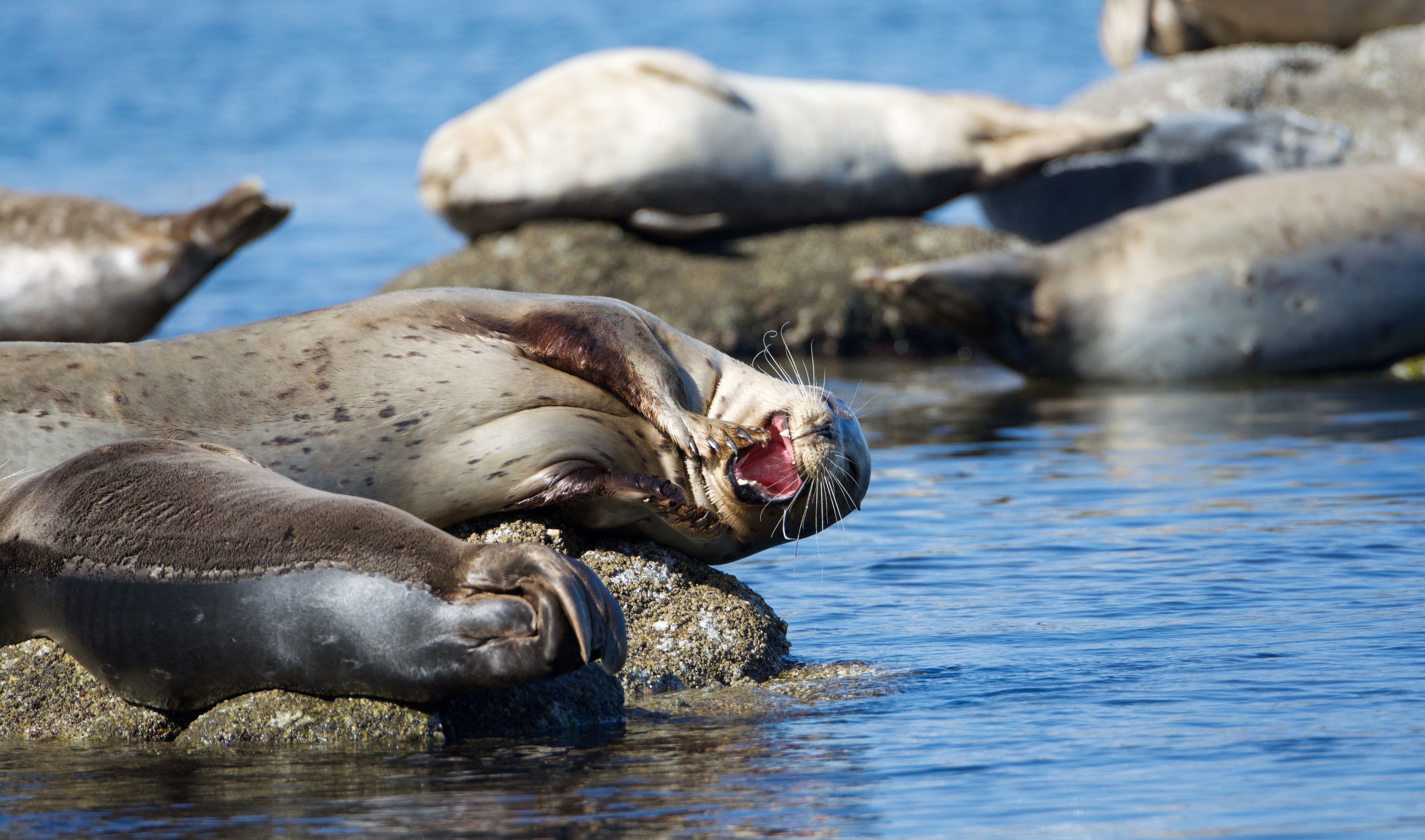 Al menos 65 especies animales ríen como los seres humanos, encuentra un estudio