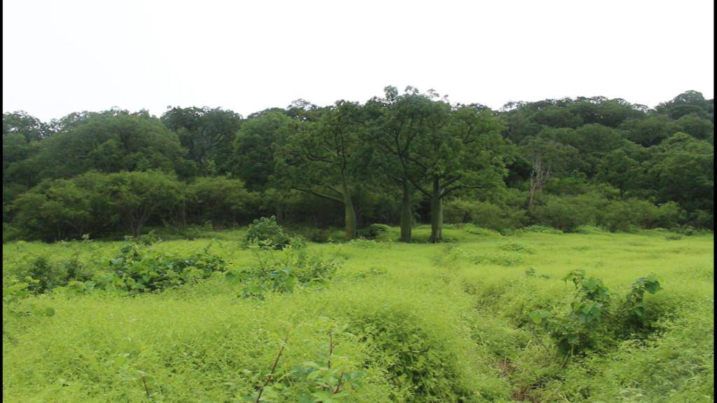 El Artesan EcuadorianHands, el nuevo bosque protector que tiene Ecuador y  que busca la conservación del palo santo, Ecología, La Revista