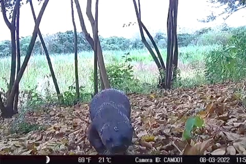 Nutrias e indicios de un puma y jaguar son parte de la fauna silvestre que sobrevive en la cordillera Chongón Colonche que alberga a Cerro Blanco, revela estudio