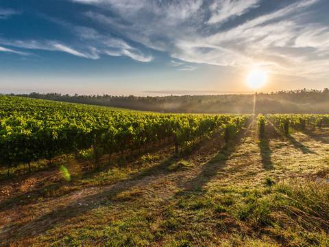 Más de la mitad de viñedos del mundo podrían desaparecer a causa del calentamiento global