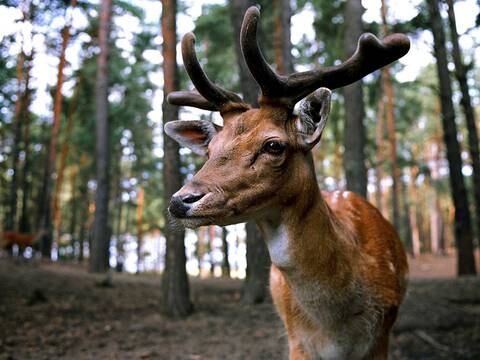 Qué es la enfermedad del “ciervo zombie”: los animales son vistos babeando, letárgicos y con la mirada en blanco