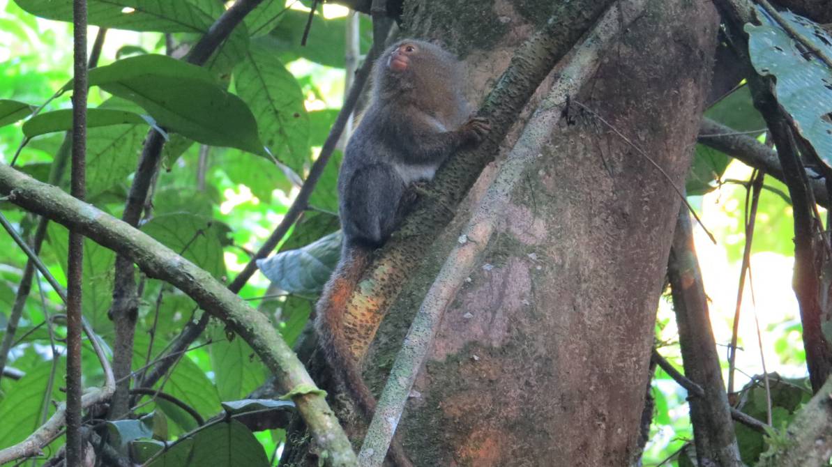 Finding in Ecuador a new species of mono leoncillo, the most beautiful primate of the world |  Ecology |  La Revista