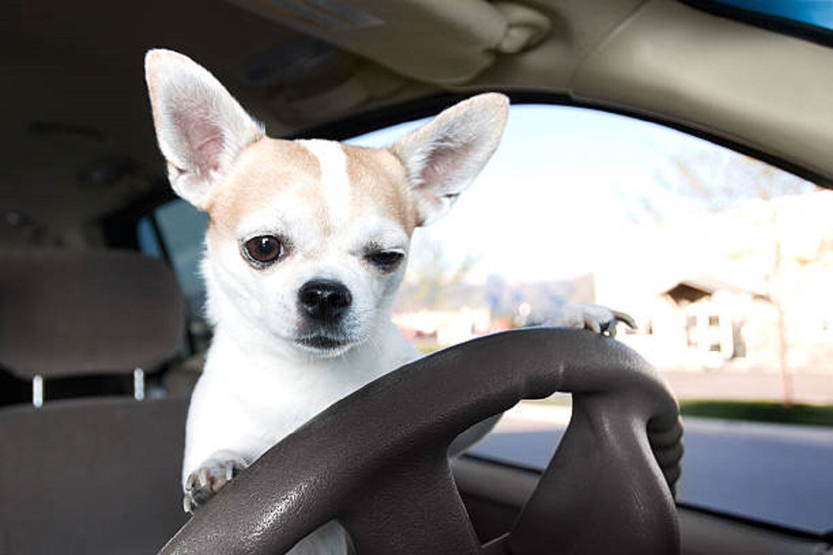 Chiqui, la perrita chihuahua que se hizo viral en TikTok: La mascota ayuda a su dueño a trabajar cobrando el servicio de taxi