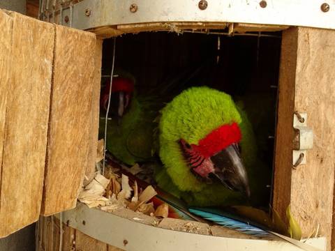 Solo seis papagayos habitan el bosque seco de Guayaquil
