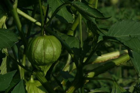 Remedios caseros con tomates verdes para aliviar fiebre, tos, amigdalitis y brindar protección contra el cáncer de colon