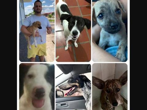 El extraño caso del “adoptante en serie de perros” en Venezuela: buscó 28 mascotas hembras de pelaje claro y está señalado de sacrificarlas y luego abandonarlas