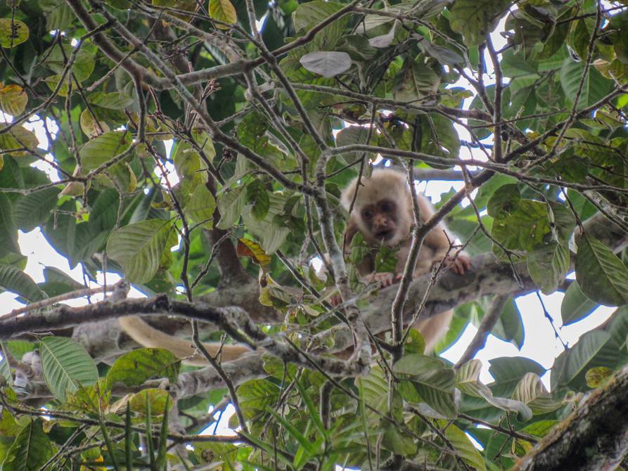 Encuentran dos monos aulladores blancos con leucismo, una muestra de la  fauna silvestre aislada que sobrevive en el Bosque Protector Cerro Blanco, Ecología, La Revista