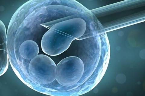 Científicos cultivan un modelo completo de embrión humano, sin usar esperma ni óvulo