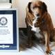 Retiran el récord Guinness a Bobi, que era considerado el perro más longevo del mundo