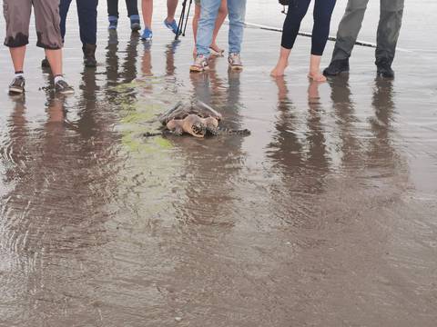 Dos tortugas marinas rehabilitadas, en peligro de extinción, son liberadas en General Villamil Playas