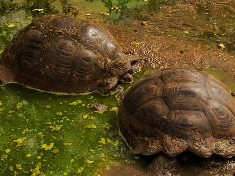 Desechos sólidos en zonas pobladas de Santa Cruz afectan a tortugas gigantes de Galápagos, indica estudio