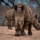 Se reduce la caza de los rinocerontes en un 30% en Sudáfrica