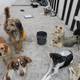 Masiva presencia de perros callejeros, una amenaza en el parque central de Santa Rosa, en Ambato  
