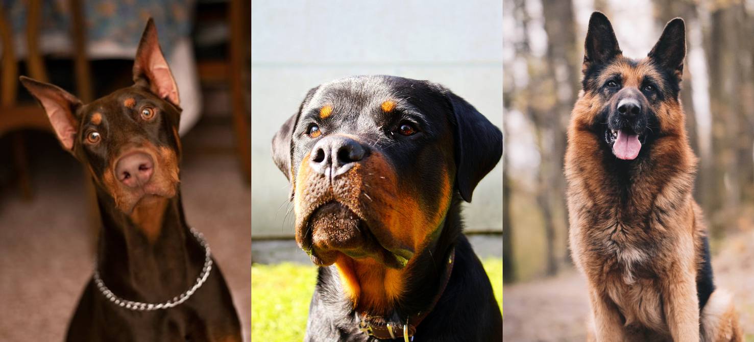Las mejores razas de perros guardianes | Sociedad | La Revista |