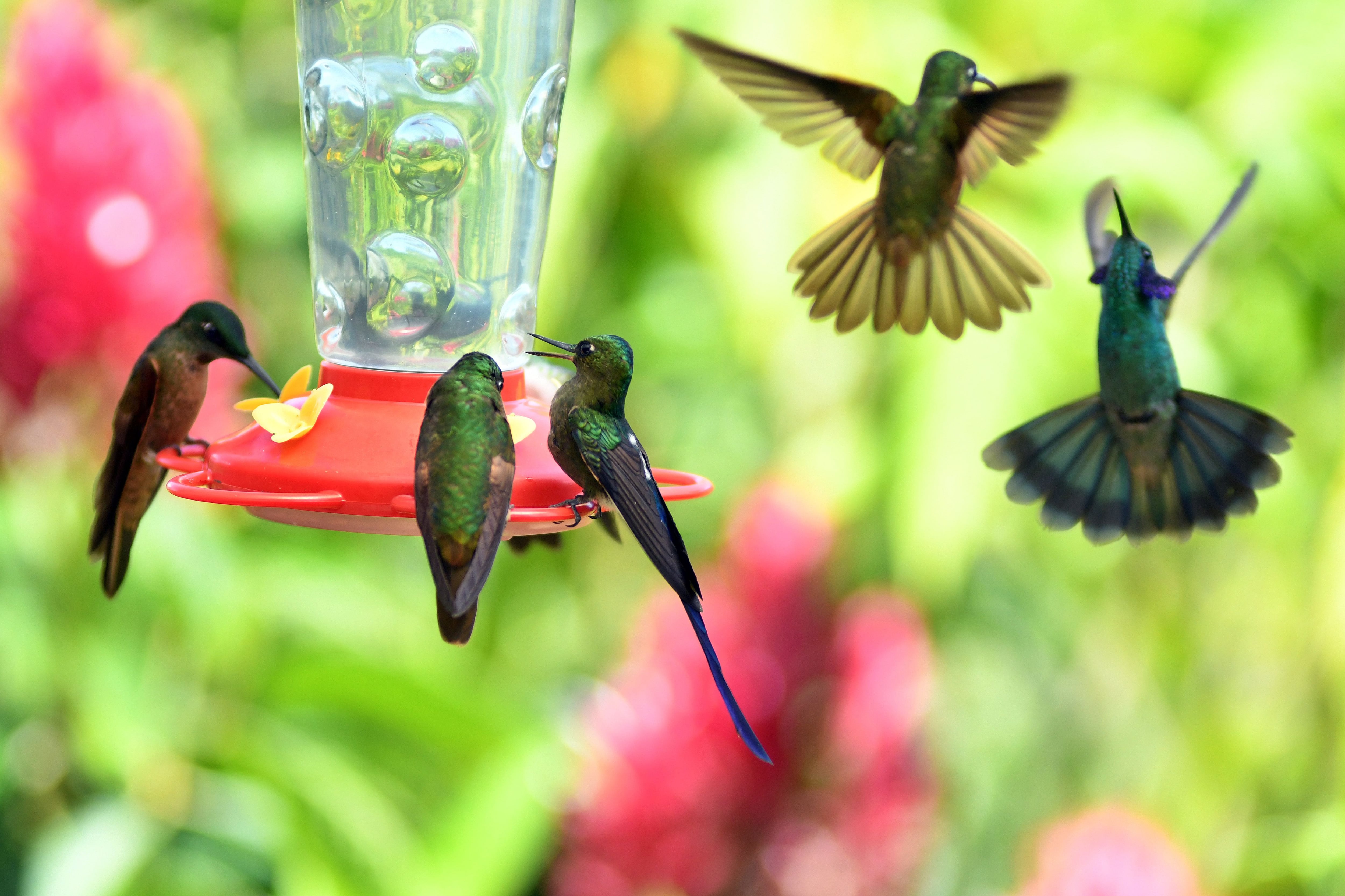 En el  Chocó andino de Quito quieren ‘vivir de la naturaleza, sin destruir la naturaleza’