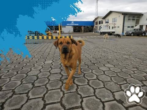 Polémica por orden de desaolojar perros de áreas operativas de Petroecuador