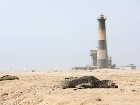 7.000 focas muertas en Namidia, inanición y enfermedades relacionadas al cambio climático podrían ser las causas