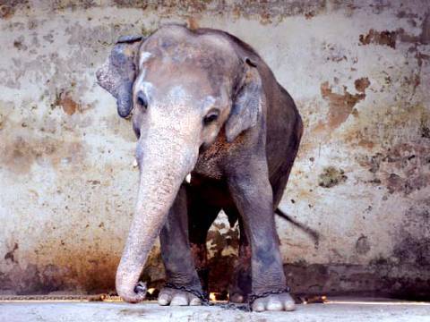 Activistas piden liberación de Kaavan, un elefante maltratado en zoológico de Pakistán