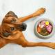 Dieta BARF: todo lo que debe conocer de este tipo de alimentación antes de proporcionarla a su mascota (beneficios y contraindicaciones)