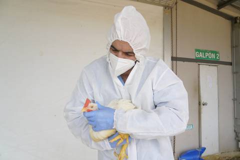 Granjas avícolas de cantón Cevallos, en Tungurahua, están  bajo observación por casos de gripe aviar