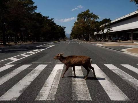 Los animales silvestres se toman las calles en medio de cuarentena por coronavirus