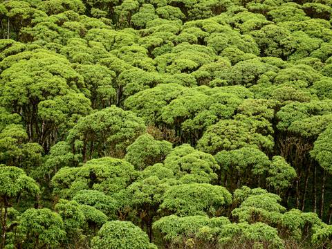 ¡Un bosque de Galápagos en peligro de extinción!: estudio alerta la mayor presencia de especies de plantas invasoras 