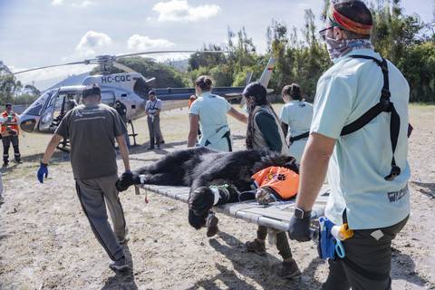 Oso andino Tupak fue liberado en el parque Cayambe Coca, luego de la cruzada realizada para conseguir un helicóptero