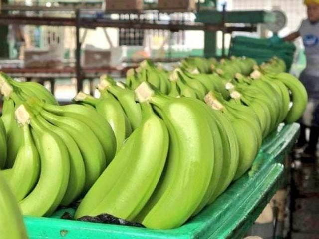 Transnacionales demandaron más banano en Ecuador ante baja producción en Centroamérica y Colombia