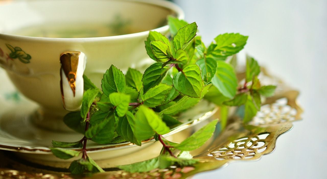 Visita nuestroDispensario Botánico — Sueño con servir un Té Marroquí (té  verde con