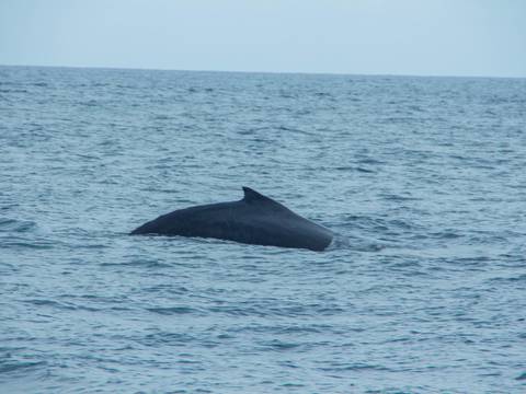 Puerto López abrió su temporada de avistamiento de ballenas