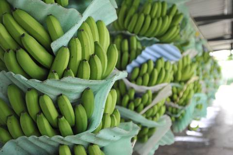 Consenso entre productores y exportadores por el precio del banano en 2023 no se reflejó en la firma de contratos para 2024  