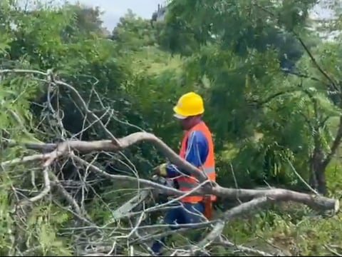 Asambleísta Jhajaira Urresta inicia fiscalización ante tala de manglar en Olón