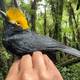 Muestran primeras fotos del prionopo crestigualdo, ave que no se había visto en décadas