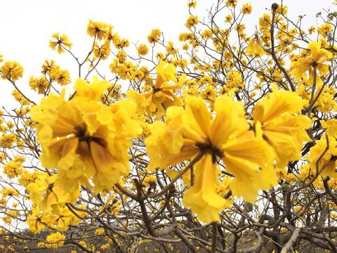 Florecimiento de guayacanes tiñe de amarillo las zonas de Zapotillo