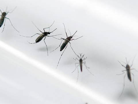 Cómo va el avance ecuatoriano de esterilizar mosquitos para enfrentar el dengue