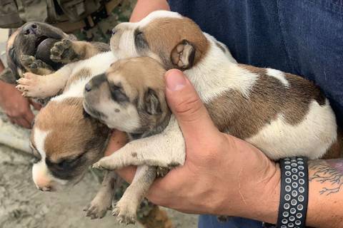 ‘Queremos devolverles la libertad’: perros y cachorros rescatados  en la Penitenciaría del Litoral serán puestos en adopción