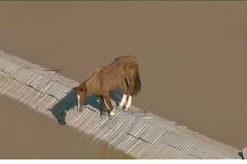 Así fue el rescate del caballo aislado sobre un techo por inundaciones en Brasil
