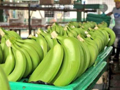 Resistencia al nuevo precio del banano para el 2024 pone en espera la firma de contratos con su principal destino, Europa 