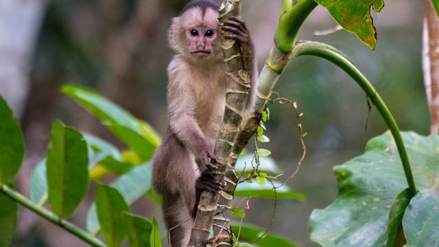 Tráfico de fauna silvestre para tenerlos como ‘mascotas’, entre motivos para que especies continúen en ‘peligro crítico’ en Ecuador 
