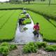 Problema climático en el canal de Panamá retrasa la llegada de arroz uruguayo a Ecuador   