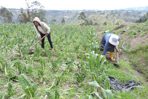 ‘La decepción de los bajos precios que pagan a productores agrícolas lleva a la migración’