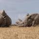 La fertilización in vitro sin precedentes que puede salvar de la extinción al rinoceronte blanco del norte
