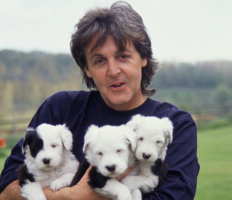 El Antiguo Pastor Ingles Una Raza De Perro En Peligro De Extincion Ecologia La Revista El Universo