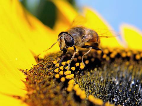 Se planea regular uso de pesticidas que afectan a las abejas, en Canadá
