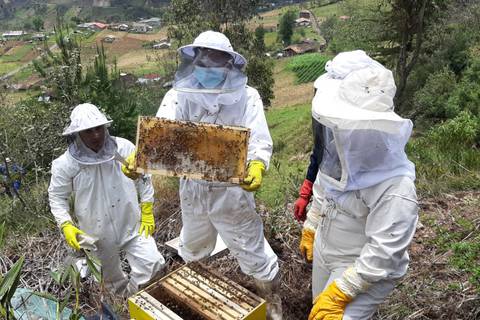 Con la apicultura se apunta a la reactivación económica en Azuay