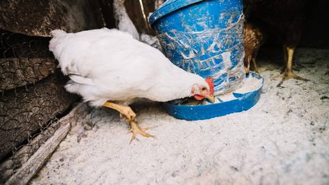 ¿Cómo detectar la influenza aviar en humanos? Signos y síntomas que revelan la infección