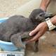 Nacen dos pingüinos por inseminación artificial en Japón