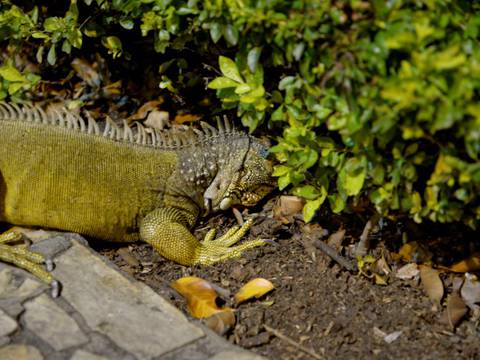 Descartan intoxicación en iguana de parque Victoria