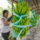 Nuevo código único bananero en Ecuador: ¿cómo funciona y para qué sirve este nuevo control?